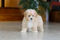 Callie, a female Maltipoo for sale in Sugarcreek, OH – Photo 3 of 6