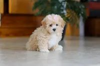 Callie, a female Maltipoo for sale in Sugarcreek, OH – Photo 4 of 6