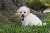 Marshmelllow, a male Maltipoo for sale in Sugarcreek, OH – 2 of 7