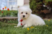 Bodie, a male Maltese for sale in Sugarcreek, OH – 4 of 7