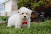 Bodie, a male Maltese for sale in Sugarcreek, OH – 2 of 7