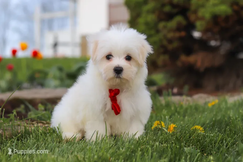 Bodie – Maltese puppy for sale in Sugarcreek, OH