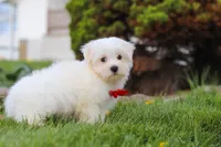 Bodie, a male Maltese for sale in Sugarcreek, OH – 6 of 7