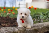 Bodie, a male Maltese for sale in Sugarcreek, OH – 3 of 7