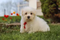 Bodie, a male Maltese for sale in Sugarcreek, OH – 5 of 7