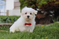 Bodie, a male Maltese for sale in Sugarcreek, OH – 7 of 7