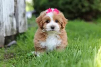 Jewel , a female Maltipoo for sale in Sugarcreek, OH – 1 of 5