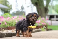 Peter, a male Yorkipoo for sale in Sugarcreek, OH – 4 of 7