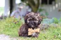 Taylor, a male Shihpoo for sale in Sugarcreek, OH – 3 of 6