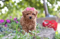 Janika, a female Poodle - Miniature  for sale in Sugarcreek, OH – 2 of 10