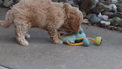 Brunco, a male Poodle - Miniature  for sale in Sugarcreek, OH – 8 of 8