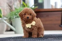 Keith, a male Maltipoo for sale in Sugarcreek, OH – 2 of 9