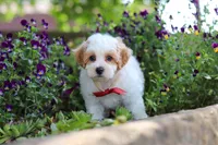 Joey, a male Maltipoo for sale in Sugarcreek, OH – 6 of 8