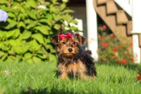 Poppy, a female Yorkipoo for sale in Sugarcreek, OH – 3 of 7