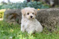 Piper, a male Maltipoo for sale in Sugarcreek, OH – 5 of 9
