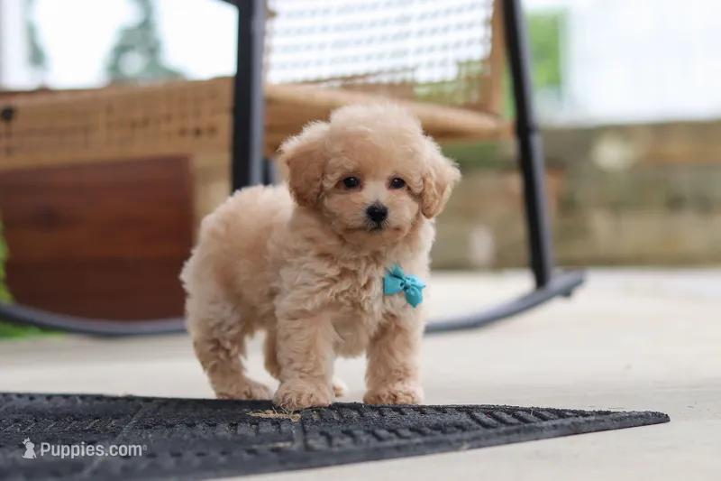 Kenny – Maltipoo puppy for sale in Sugarcreek, OH