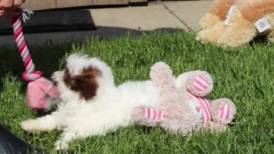 Tabby, a female Shihpoo for sale in Sugarcreek, OH – 6 of 6