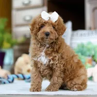 Lorene, a female Poodle - Miniature  for sale in Sugarcreek, OH – Photo 2 of 7