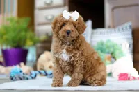Lorene, a female Poodle - Miniature  for sale in Sugarcreek, OH – Photo 2 of 7