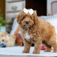 Lorene, a female Poodle - Miniature  for sale in Sugarcreek, OH – Photo 7 of 7