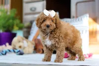 Lorene, a female Poodle - Miniature  for sale in Sugarcreek, OH – Photo 7 of 7