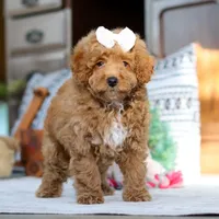 Lorene, a female Poodle - Miniature  for sale in Sugarcreek, OH – Photo 4 of 7