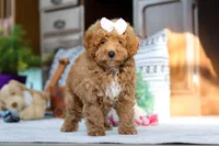 Lorene, a female Poodle - Miniature  for sale in Sugarcreek, OH – Photo 4 of 7