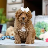 Lorene, a female Poodle - Miniature  for sale in Sugarcreek, OH – Photo 5 of 7