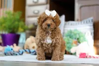 Lorene, a female Poodle - Miniature  for sale in Sugarcreek, OH – Photo 5 of 7