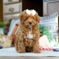 Lorene, a female Poodle - Miniature  for sale in Sugarcreek, OH – Photo 3 of 7