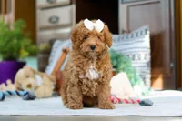 Lorene, a female Poodle - Miniature  for sale in Sugarcreek, OH – Photo 3 of 7