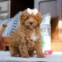 Lorene, a female Poodle - Miniature  for sale in Sugarcreek, OH – Photo 1 of 7