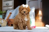 Lorene, a female Poodle - Miniature  for sale in Sugarcreek, OH – Photo 1 of 7