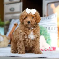 Lorene, a female Poodle - Miniature  for sale in Sugarcreek, OH – Photo 6 of 7