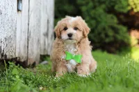 Joel, a male Maltipoo for sale in Sugarcreek, OH – 3 of 10