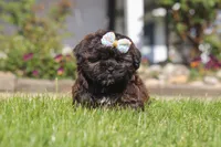 Terry, a female Shihpoo for sale in Sugarcreek, OH – 3 of 6