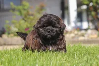 Terry, a female Shihpoo for sale in Sugarcreek, OH – 5 of 6