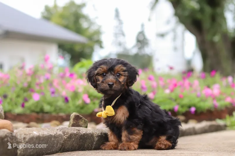 Peter – Yorkipoo puppy for sale in Sugarcreek, OH