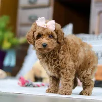 Linda, a female Poodle - Miniature  for sale in Sugarcreek, OH – Photo 4 of 5