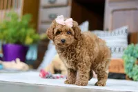 Linda, a female Poodle - Miniature  for sale in Sugarcreek, OH – Photo 4 of 5