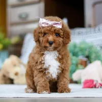 Lisa, a female Poodle - Miniature  for sale in Sugarcreek, OH – Photo 1 of 4