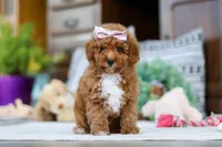 Lisa, a female Poodle - Miniature  for sale in Sugarcreek, OH – Photo 1 of 4