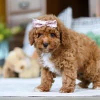 Lisa, a female Poodle - Miniature  for sale in Sugarcreek, OH – Photo 3 of 4