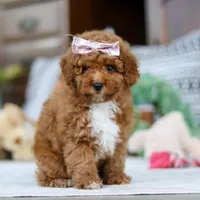 Lisa, a female Poodle - Miniature  for sale in Sugarcreek, OH – Photo 2 of 4