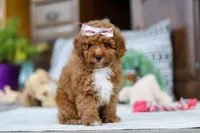 Lisa, a female Poodle - Miniature  for sale in Sugarcreek, OH – Photo 2 of 4