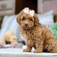 Linda, a female Poodle - Miniature  for sale in Sugarcreek, OH – Photo 2 of 5
