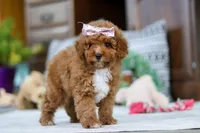 Lisa, a female Poodle - Miniature  for sale in Sugarcreek, OH – Photo 4 of 4
