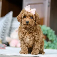 Linda, a female Poodle - Miniature  for sale in Sugarcreek, OH – Photo 1 of 5