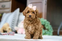 Linda, a female Poodle - Miniature  for sale in Sugarcreek, OH – Photo 1 of 5