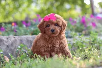 Jill, a female Poodle - Miniature  for sale in Sugarcreek, OH – 3 of 6